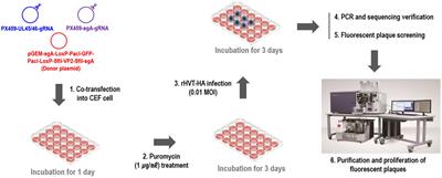 Simultaneous construction strategy using two types of fluorescent markers for HVT vector vaccine against infectious bursal disease and H9N2 avian influenza virus by NHEJ-CRISPR/Cas9